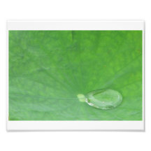 Feuille de Lotus Tirages Photo
