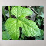 Feuille de raisin cabernet sauvignon affiches