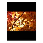 Feuille d'or carte postale