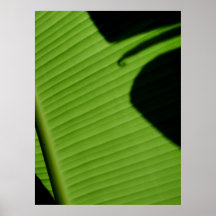 Feuille hawaïenne de banane posters