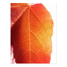 Feuille rouge cartes postales