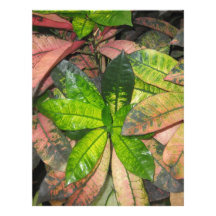 Feuille tropical modèle d'en-tête de lettre