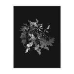 Fibonacci's Bats Postcards