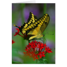 fibroLIFE Greeting Card