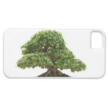 Ficus bonsai isolated iPhone 5 cover