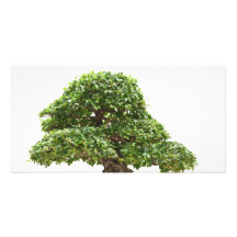 Ficus bonsai isolated photo card