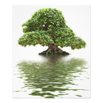 Ficus bonsai photographic print