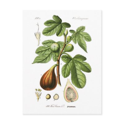 Ficus carica (Fig) Post Card by Botany_Boy