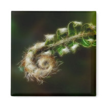 Fiddlehead Fern Magnet magnets