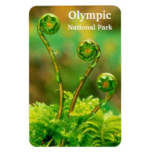 Fiddlehead Fern Olympic Flexible Magnets