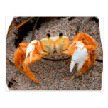 Fiddler crab on beach colorized orange on sand postcard