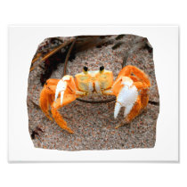 Fiddler Crab On Beach Colorized Orange Photographic Print
