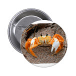 Fiddler Crab On Beach Colorized Orange Pins