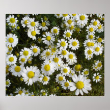 Field Daisy -Love-Me-Love-Me-Not- Flowers Poster