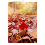 Field of Autumn leaves in the Poconos Card