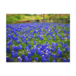 Field of Bluebonnets postcards