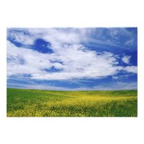 Field of Canola or Mustard flowers, Palouse
