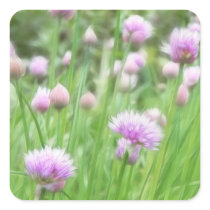 Field Of Chives In Flower