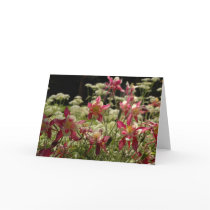 Field of Columbines Greeting Card
