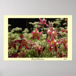 Field of Columbines posters