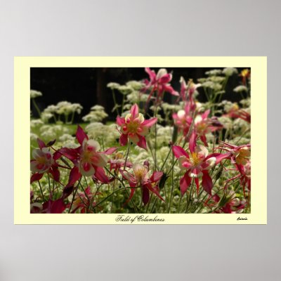 Field of Columbines Posters by skatada