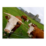 Field of Cows Post Cards