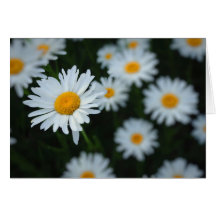 Field Of Daisies-Blank Card