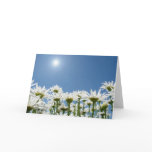 Field of Daisies Card