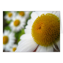 Field Of Daisies Card