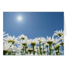 Field of Daisies Card
