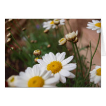Field of Daisies Greeting Card
