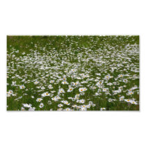 Field of Daisies Photo Print