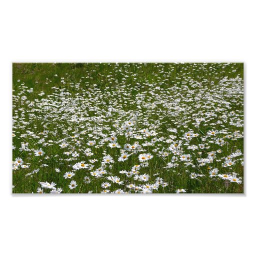 Field of Daisies Photo Print