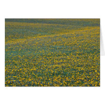 Field of dandelion flowers White flowers Cards