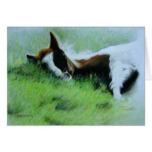 "Field of Dreams" Sleeping Foal Greeting Card