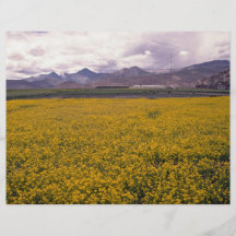 Field of flowers at the Cornish Riviera Flyers