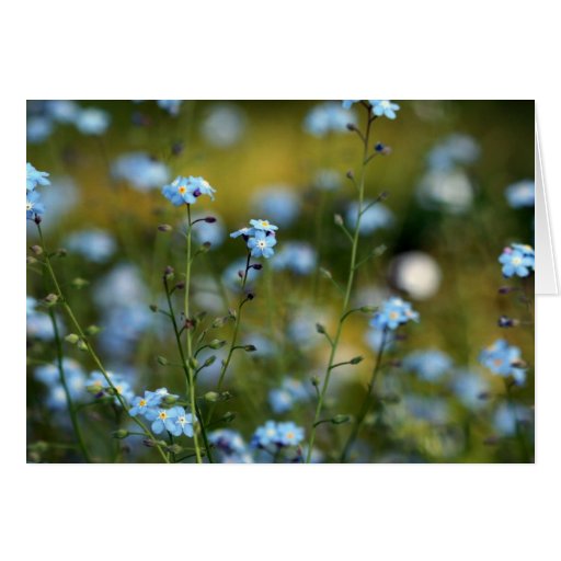 Field of Forget-Me-Not Flowers Card