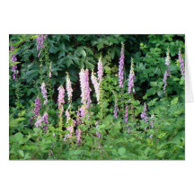 Field of Foxglove Note Card