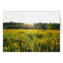 Field of Goldenrods Greeting Card