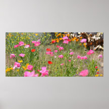 Field of Iceland Poppies Print