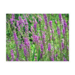 Field of Lavender Postcards