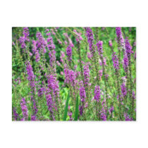 Field of Lavender Postcards