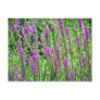 Field of Lavender Postcards