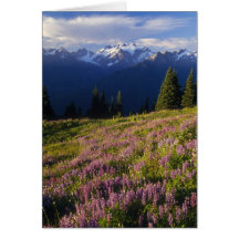 Field of lupine, Mt. Olympus, and clouds at Cards