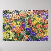 Field of multicolored pansies canvas print
