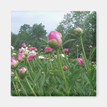 Field of Peonies Magnet / Pink Peony Buds Flowers