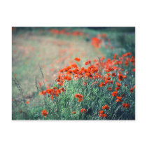 Field of Poppies | Postcard