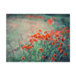 Field of Poppies | Postcard