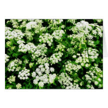 Field of Queen Anne's Lace Card