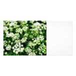 Field of Queen Anne's Lace Photo Card
